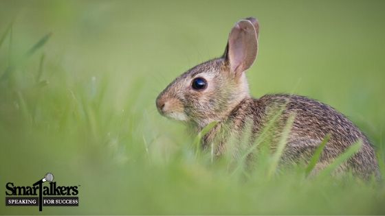 the-rabbit-listened-smartalkers-speaking-coach-florida